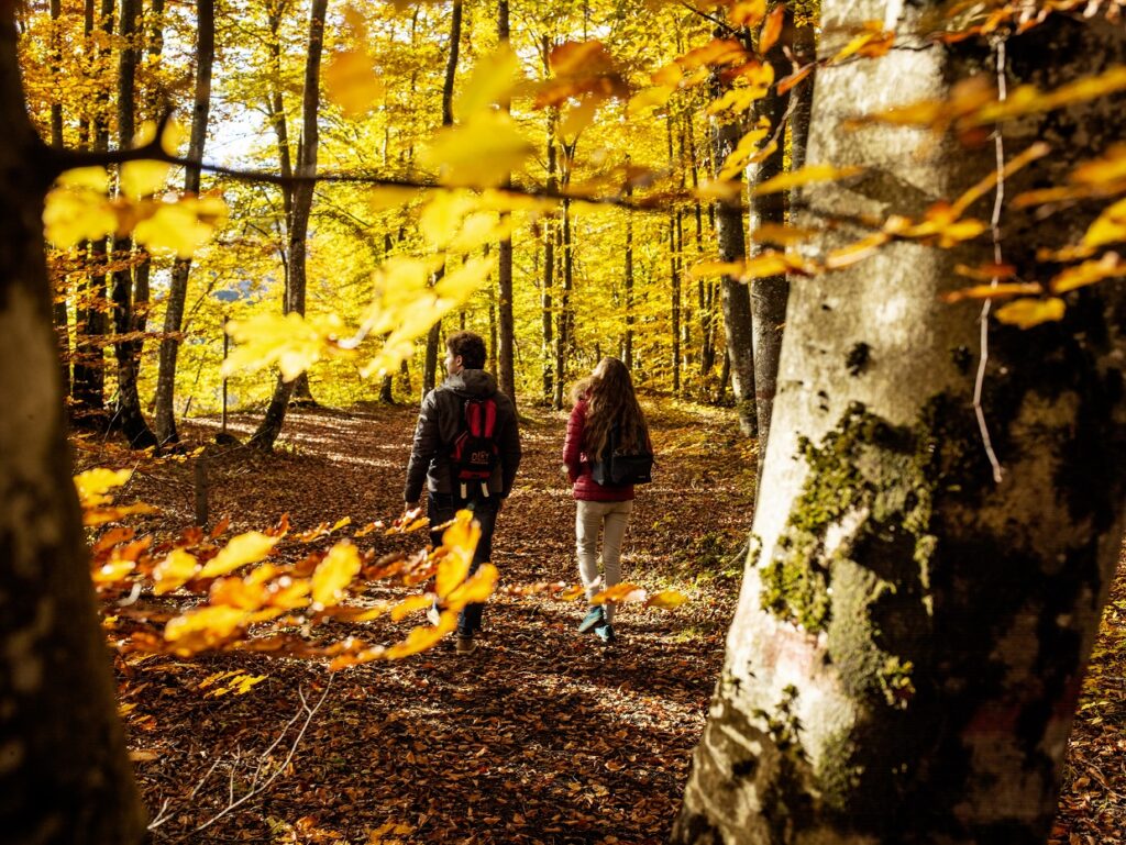 HyperFocal: 0 Autunno nella faggeta del Parco del Respiro a Fai della Paganella
